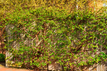 Ivy covering a wooden fence