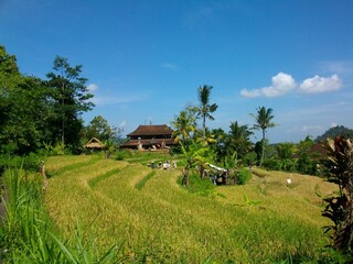 Fototapeta na wymiar rizières en terrasses indonésie bali