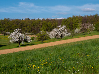 Baumgrundst&uuml;ck im Fr&uuml;hjahr