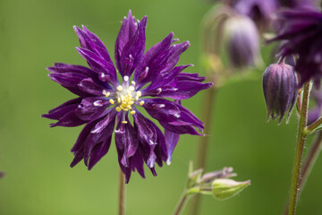 Blüte einer gefüllten Akelei