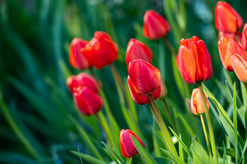 tulipes