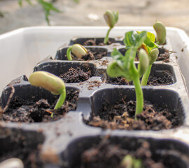 bean plant in the greenhouse