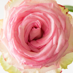 Close up of a blooming pink rose. White background