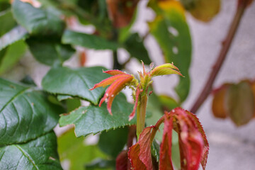 close up of red and green leaves