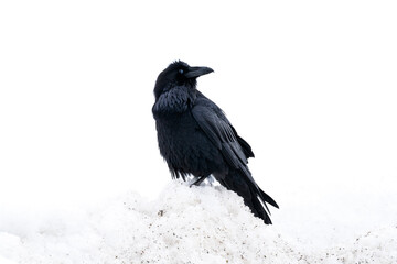 A raven in Banff National Park Canada