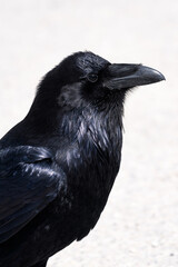 A raven in Banff National Park Canada
