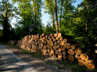 Markierte Baumstämme im Wald