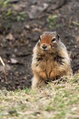 Adorable ground squirrel peeks out of its burrow in Banff National Park