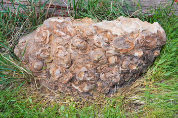 Fossil rock found near Shell, Wyoming, part of the Big Horn Basin. Ancient remains as seen on the rock.