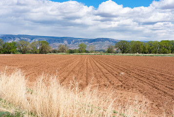 You can look straight down the cultivated farm row and see the trees and the Big Horn Mountains of Wyoming beyond.