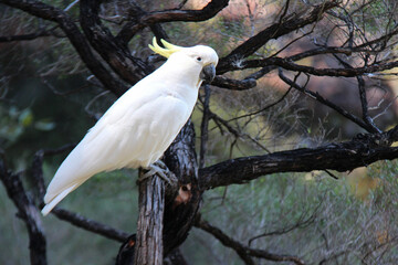 cockatoo in australia