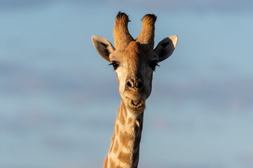 portrait of a giraffe in namibia africa