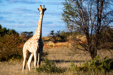 Giraffe walking tall on dry African savanna landscape