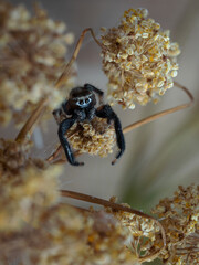 Spider in their natural environment.