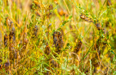 Insects cicadas devour agricultural plants, invasion of insect pests, insecticides