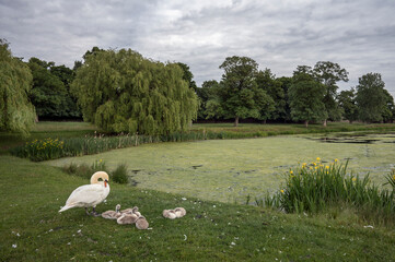 Swan with cygnets at Hampton Wick Pond