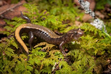 Colorful yellow Ocoee salamander macro portrait 