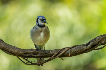 Blue Jay perched on a vine