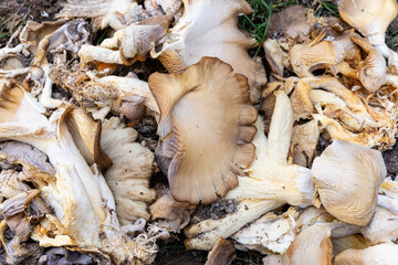 Photographic background with chopped mushrooms. Crumpled mushrooms on the lawn