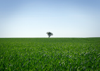 trawy, zboża, zielone pole samotne drzewo, wyżyna lubelska