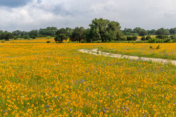 field of Texas wildflowers