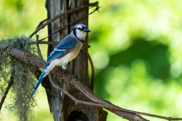 Fototapeta premium Blue Jay Perched on vine next to old fence post with barbed wire