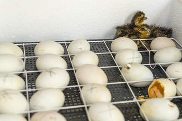 First-born chicks of geese in an incubator. The first chicks are goslings hatched in an incubator.