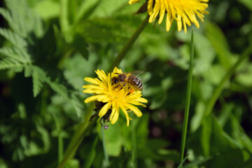 A bee collects nectar on a small yellow dandelion