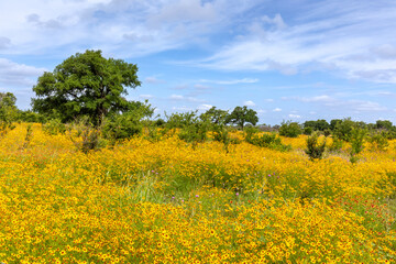 field of Texas wildflowers
