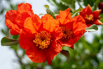 Red  pomegranate flowers on pomegranate tree in the garden.