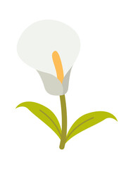 Calla flower tropical plant. Vector illustration
