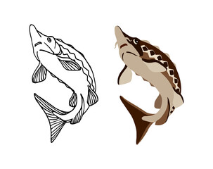 Freshwater sturgeon, rare commercial fish, delicious food, for logo or emblem. Vector illustration with black contour lines isolated on white background in a flat design and hand drawn style.