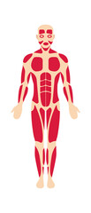 Man muscular system anatomy. Vector illustration