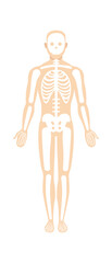 Man skeletal system anatomy. Vector illustration