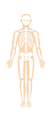 Man skeletal system anatomy. Vector illustration