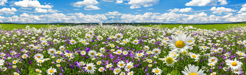 spring landscape panorama with flowering flowers on meadow. white chamomile blossom on field....