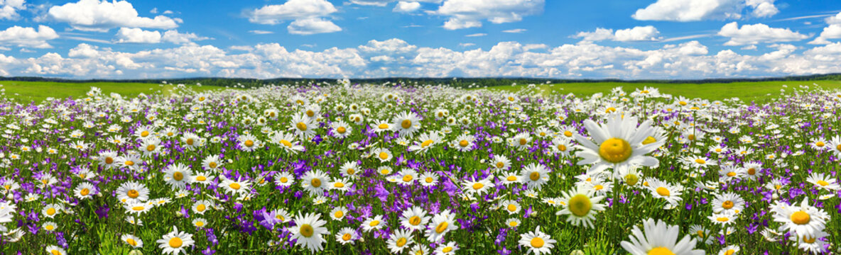spring landscape panorama with flowering flowers on meadow. white chamomile blossom on field. panoramic summer view of blooming wild flowers in meadow © yanikap