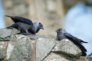 Jackdaw group feeding on a wall