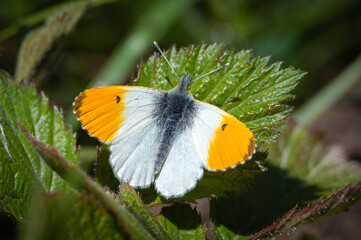 Orange-tip butterfly male on a bramble leaf