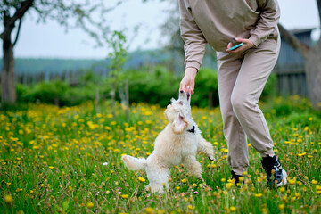 A woman feeds a poodle puppy while playing with her hands coloring light apricot