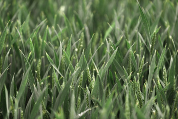 Green wheat field of young wheat