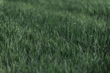 Green wheat field of young wheat