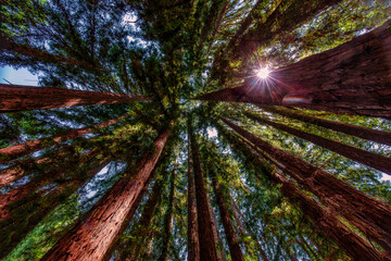 Sunlight through the upper redwood trees