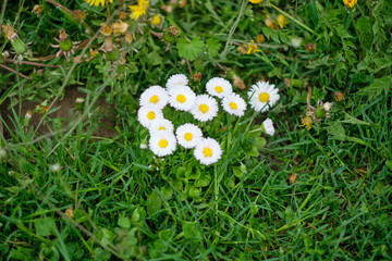 Pharmacy chamomile in a meadow among the grass