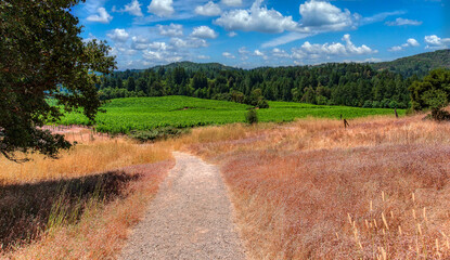 Fototapeta na wymiar Walking path leading the field of grape vines