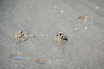 Lugworm, arenicola marina, sand casts on Shanklin Beach, Isle of Wight