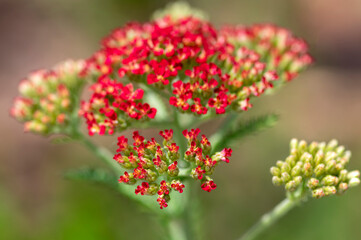 Achillea millefolium common yarrow flowers in bloom, beautiful wild flowering plant on the meadow