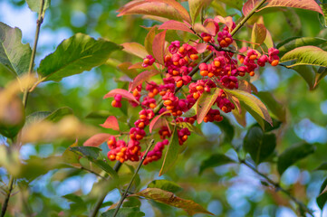 Euonymus europaeus european common spindle capsular ripening autumn fruits, red to purple or pink colors with orange seeds