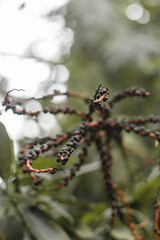 Black berries on tree branch