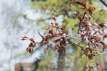 unopened cherry blossoms